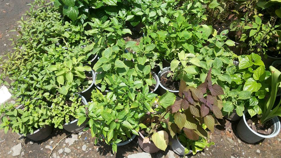 Trồng rau sạch tía tô tại nhà, trồng rau ban công